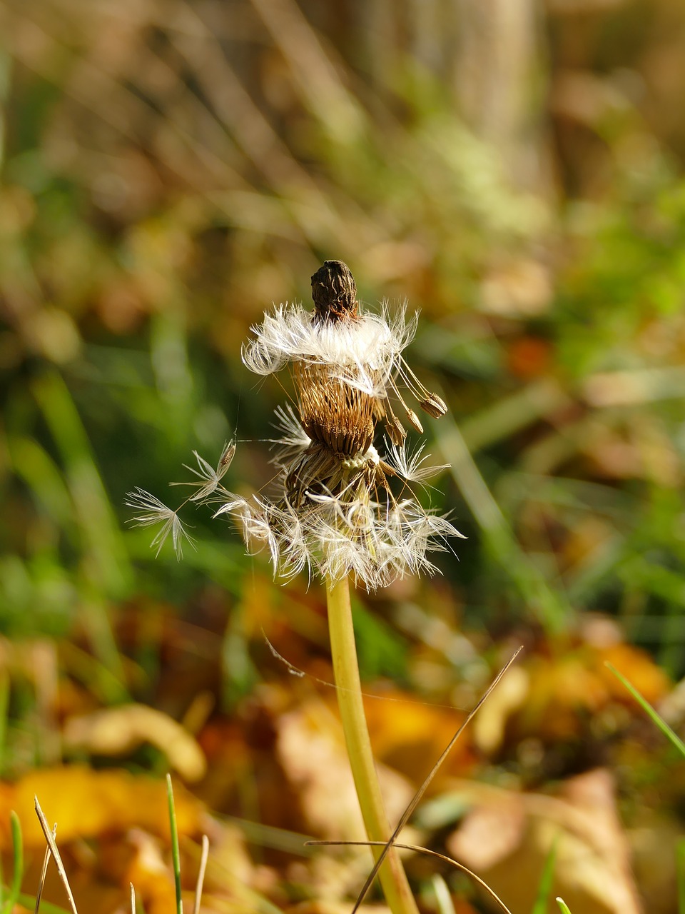 autumn nature dandelion free photo