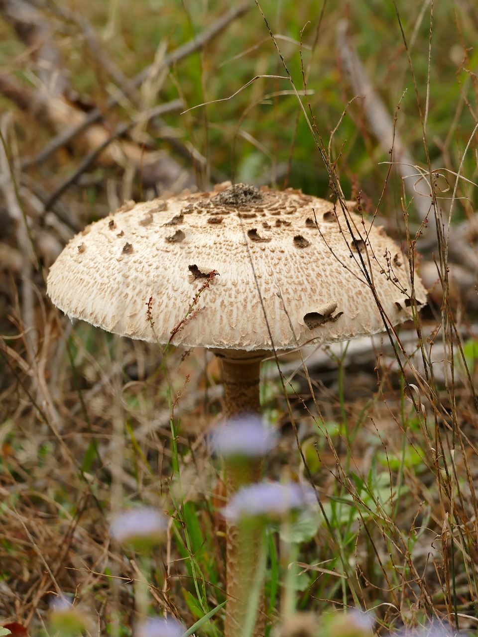 autumn mushroom boletes free photo