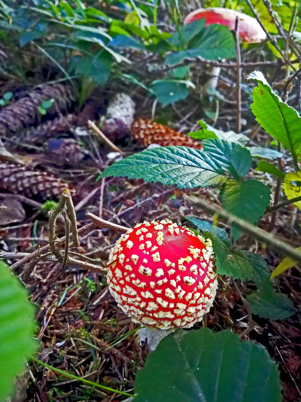 autumn fly agaric mushroom free photo