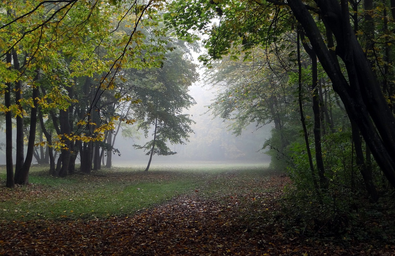 autumn fog forest free photo