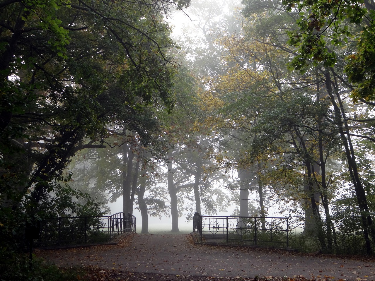 autumn fog forest free photo