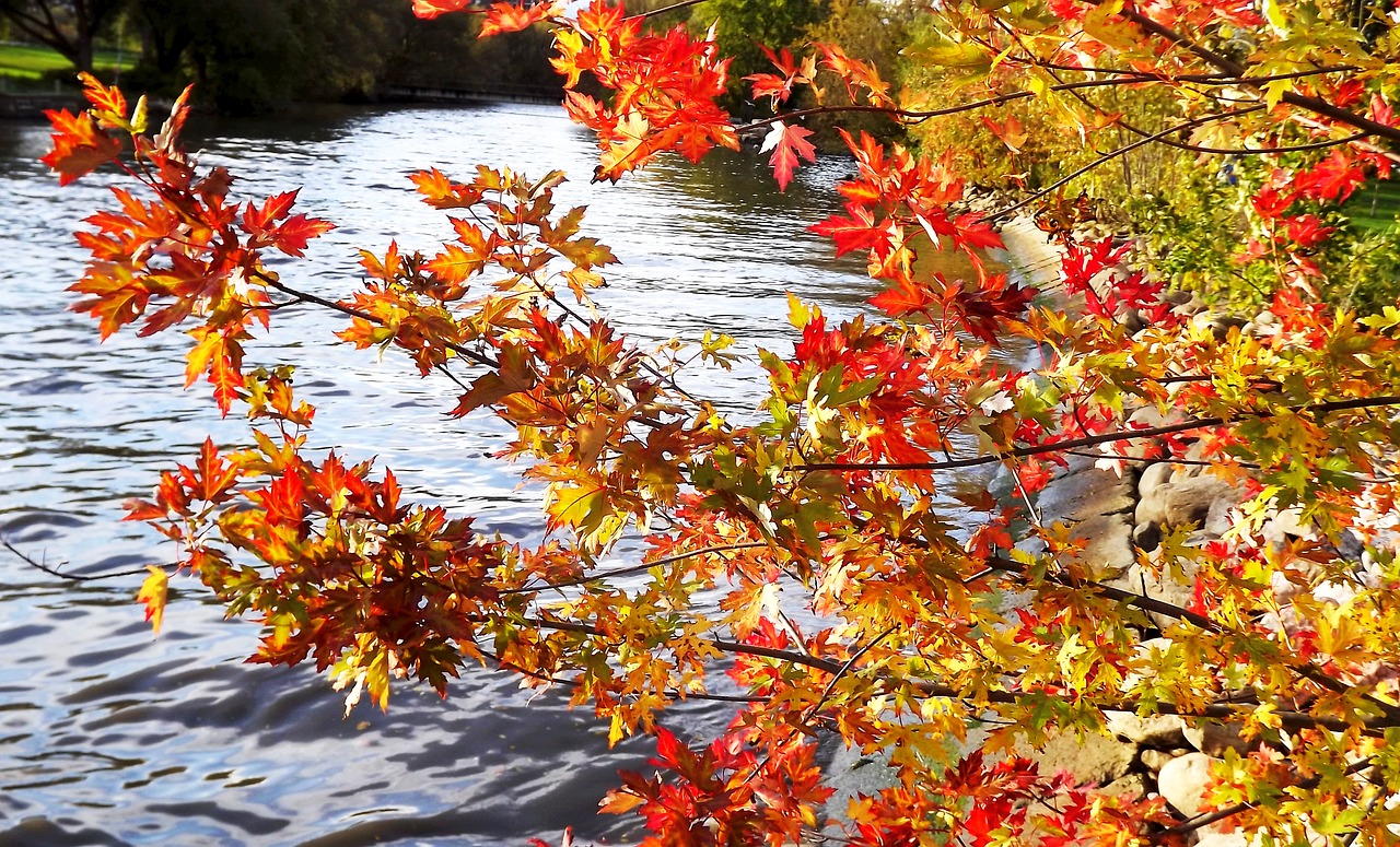 autumn foliage colorful free photo