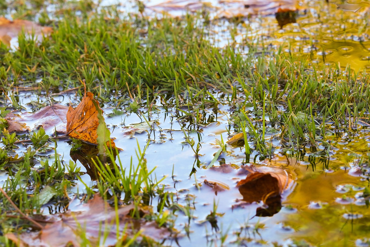 autumn puddle leaves free photo