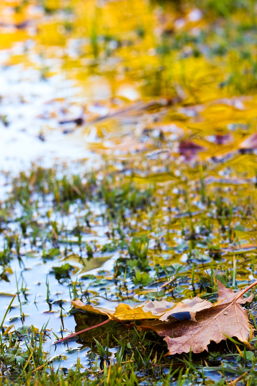 autumn puddle leaves free photo