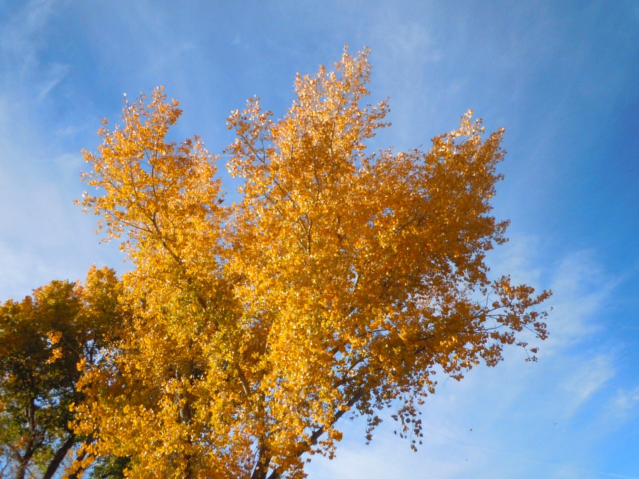 autumn fall foliage free photo