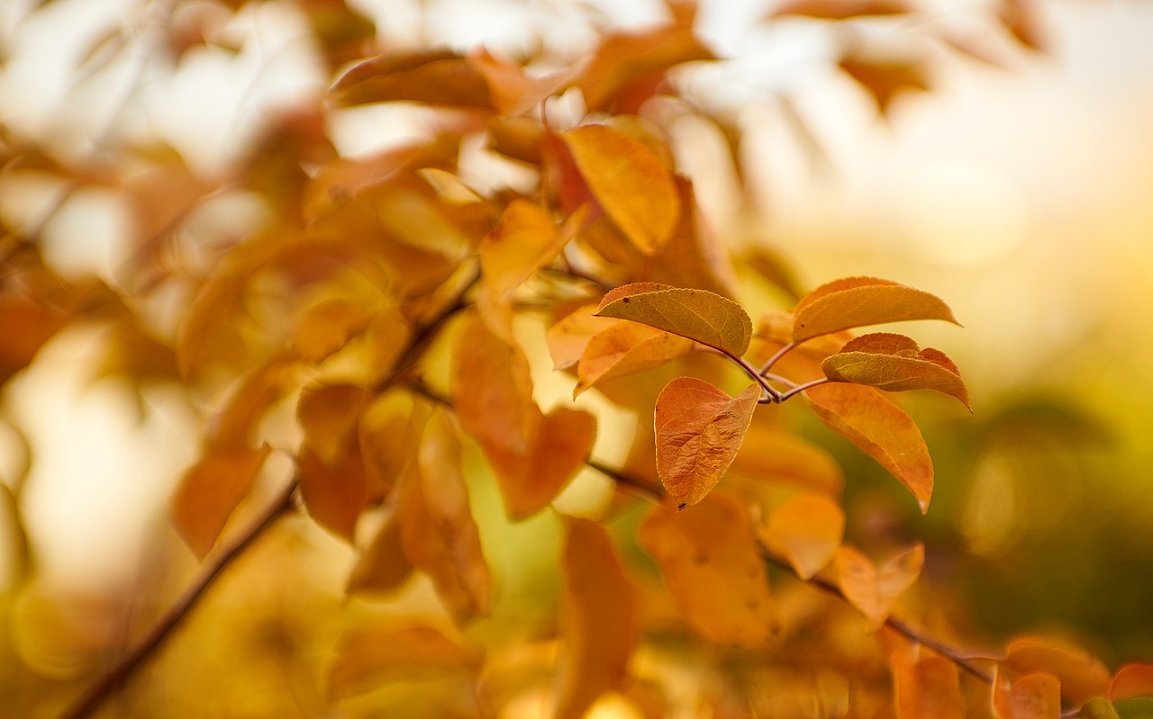 autumn nature leaves free photo