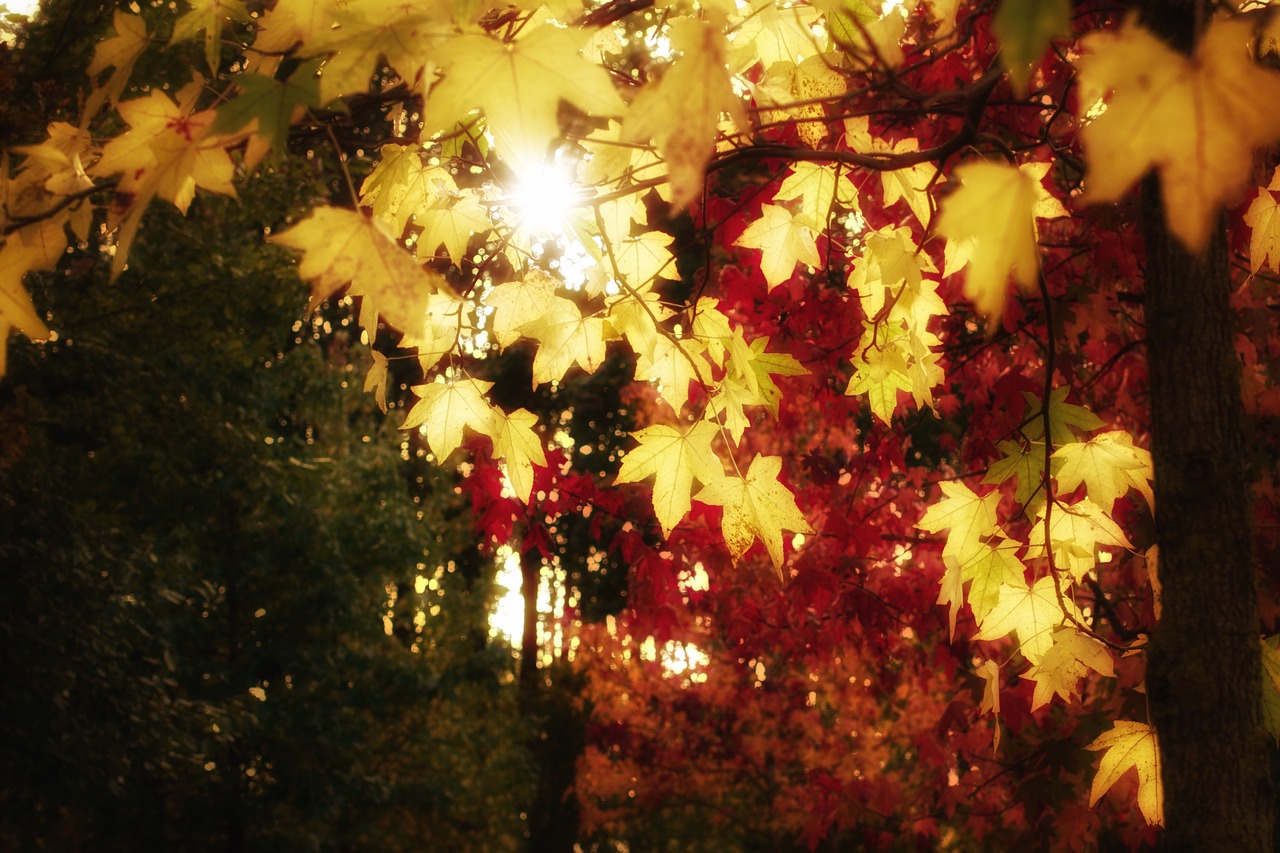 autumn colorful leaves free photo