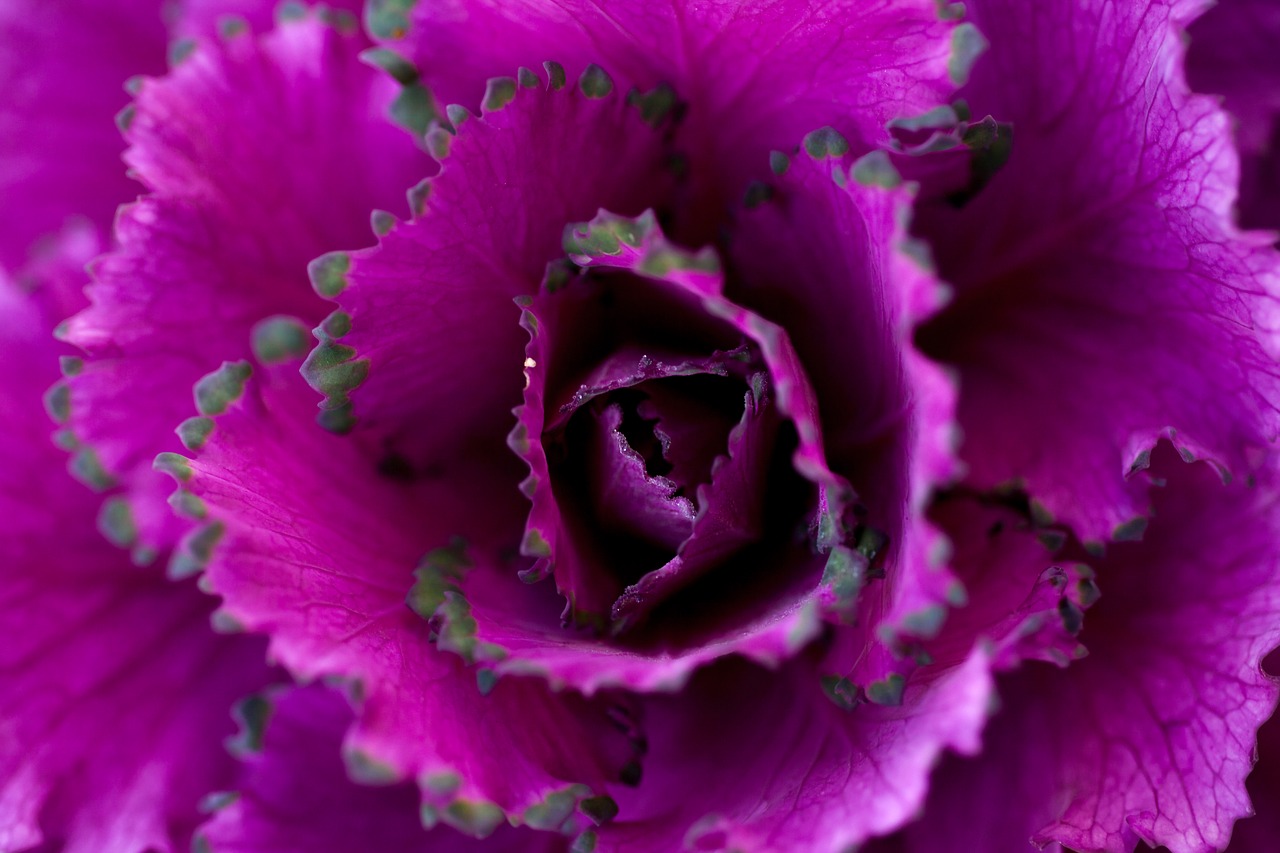 autumn cabbage flower purple free photo