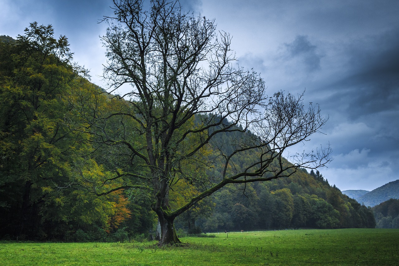 autumn bare tree wet free photo