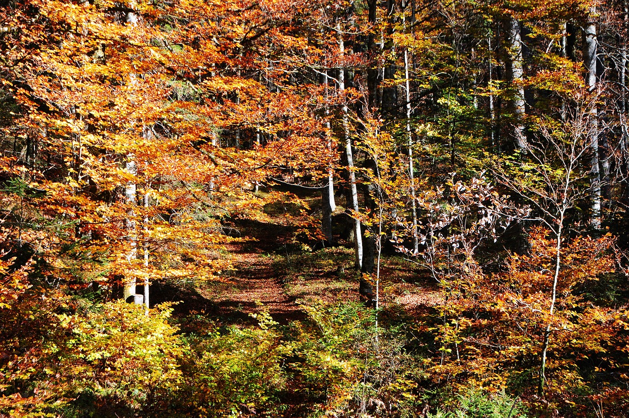 autumn forest autumn woods free photo