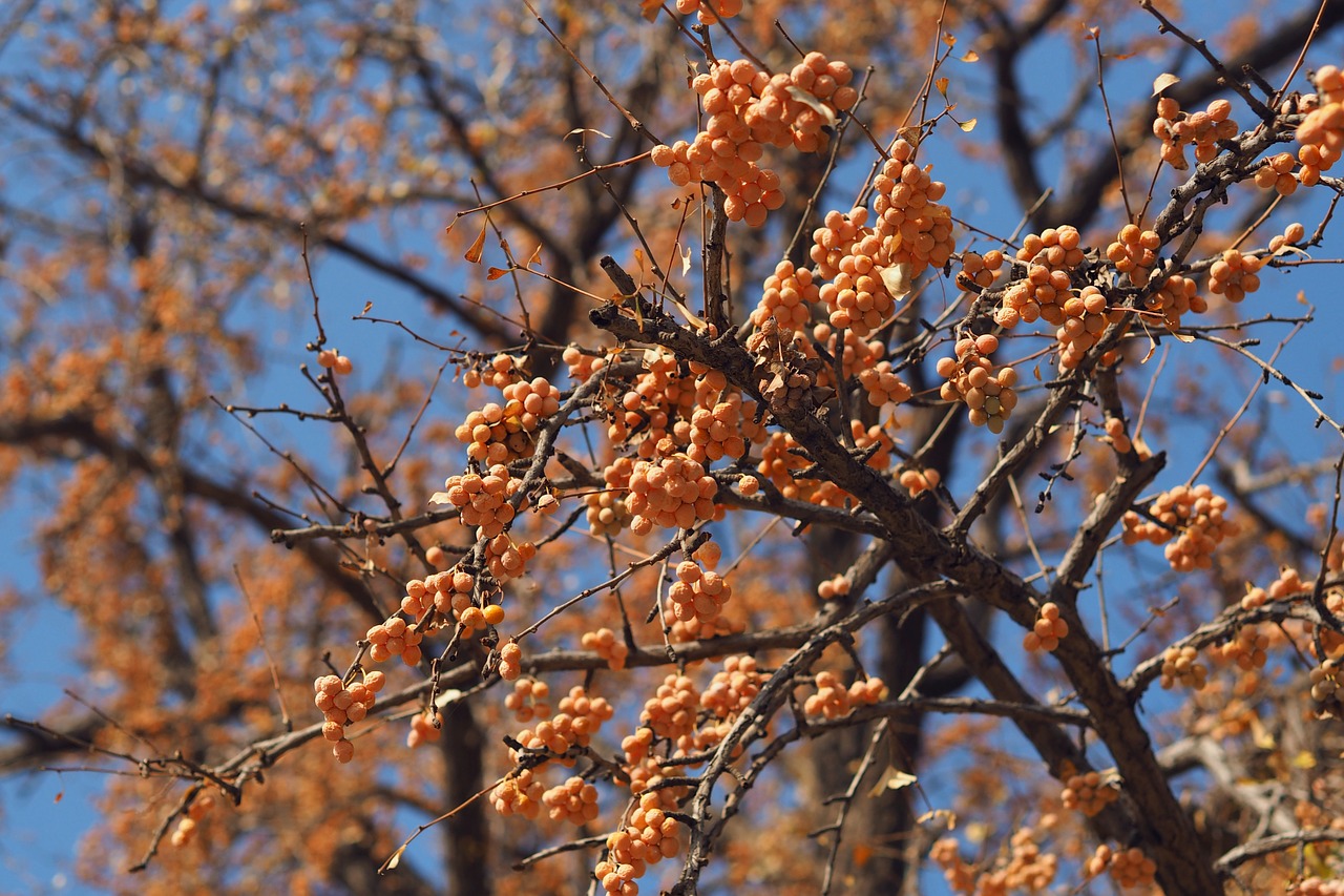 autumn ginkgo beijing free photo