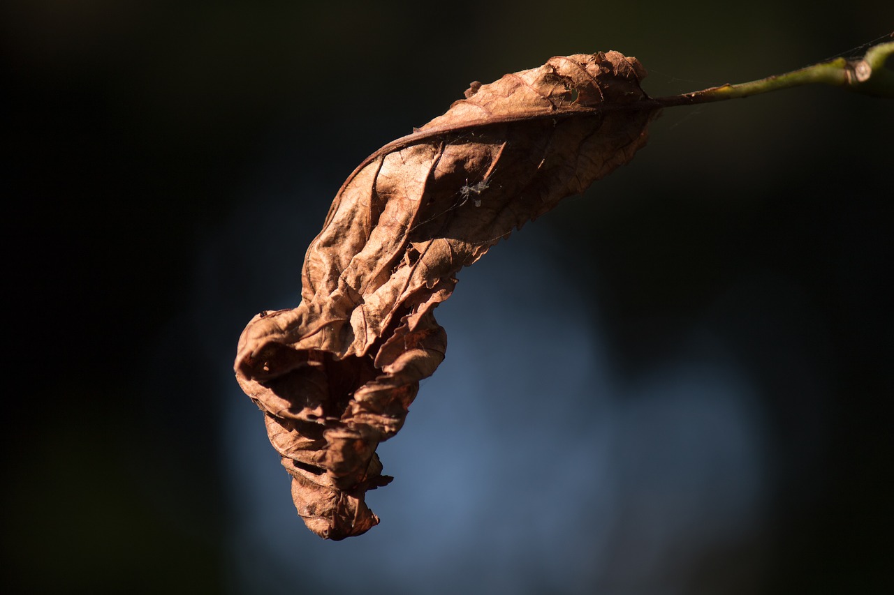 autumn leaf withered free photo