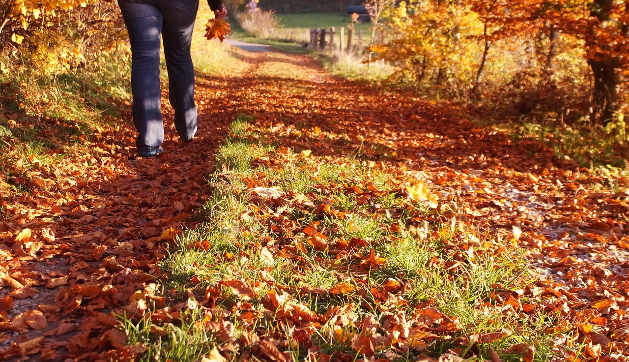autumn walk autumn colours free photo