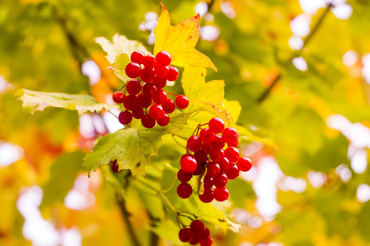 autumn viburnum leaves free photo