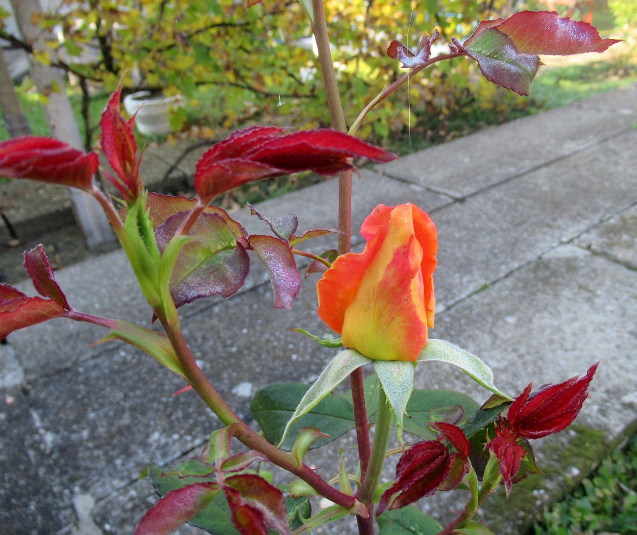 autumn garden rose free photo