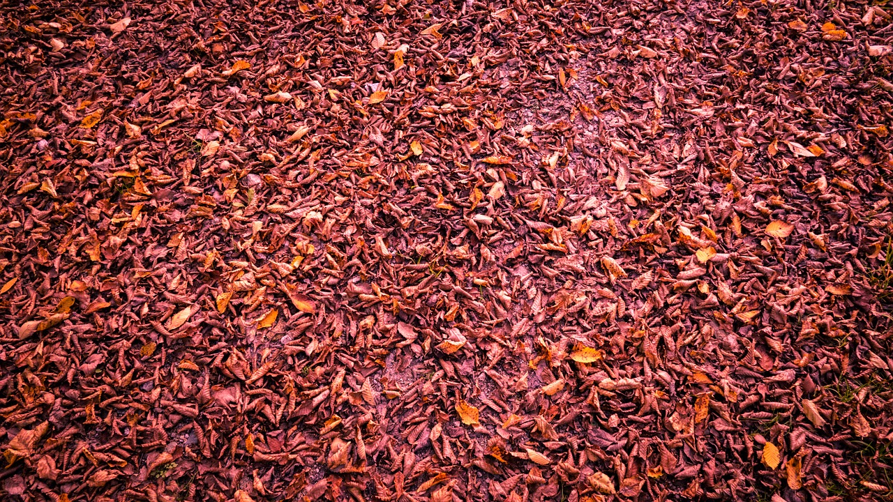 autumn wallpaper leaves free photo