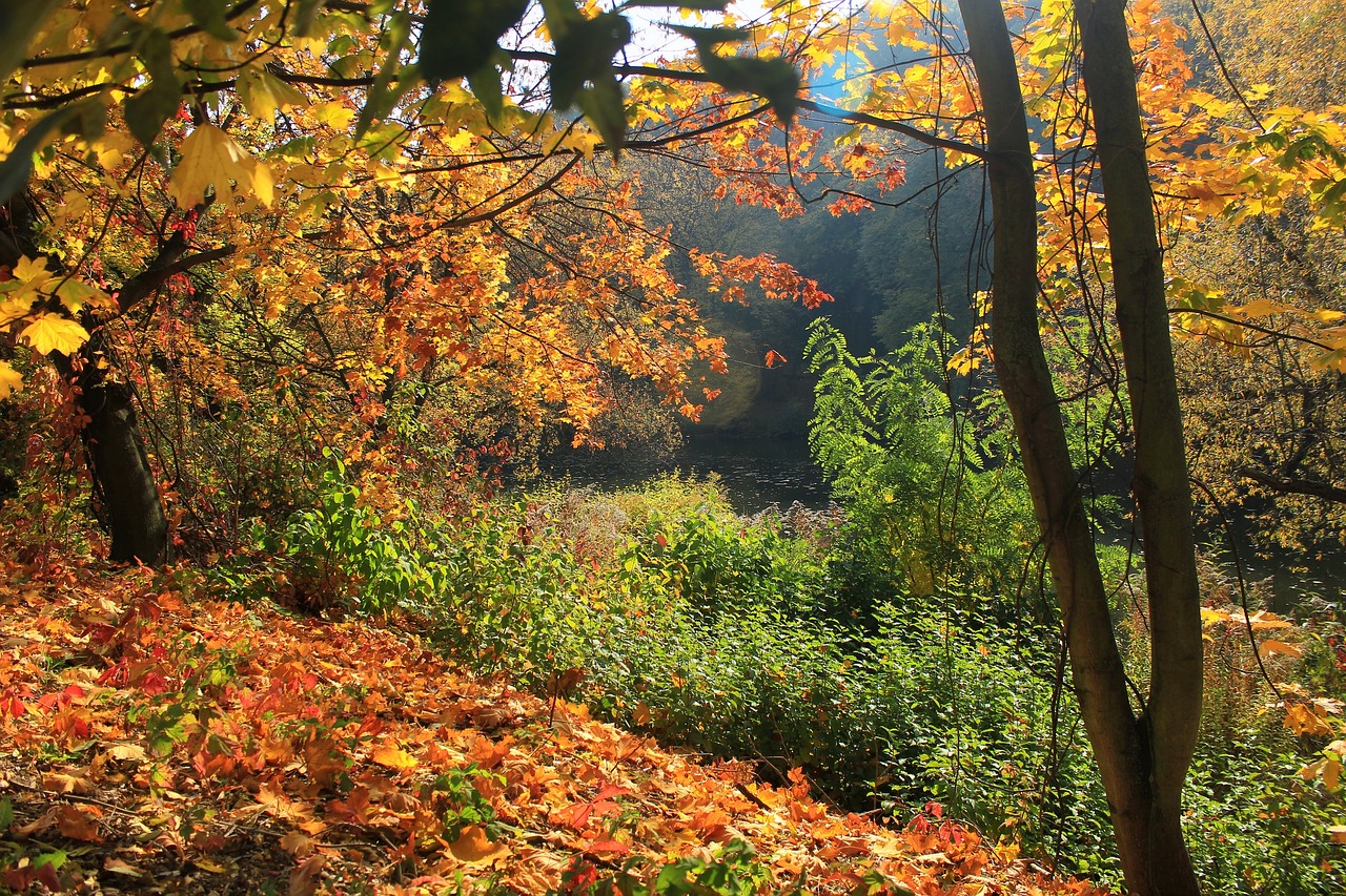 autumn golden autumn season free photo