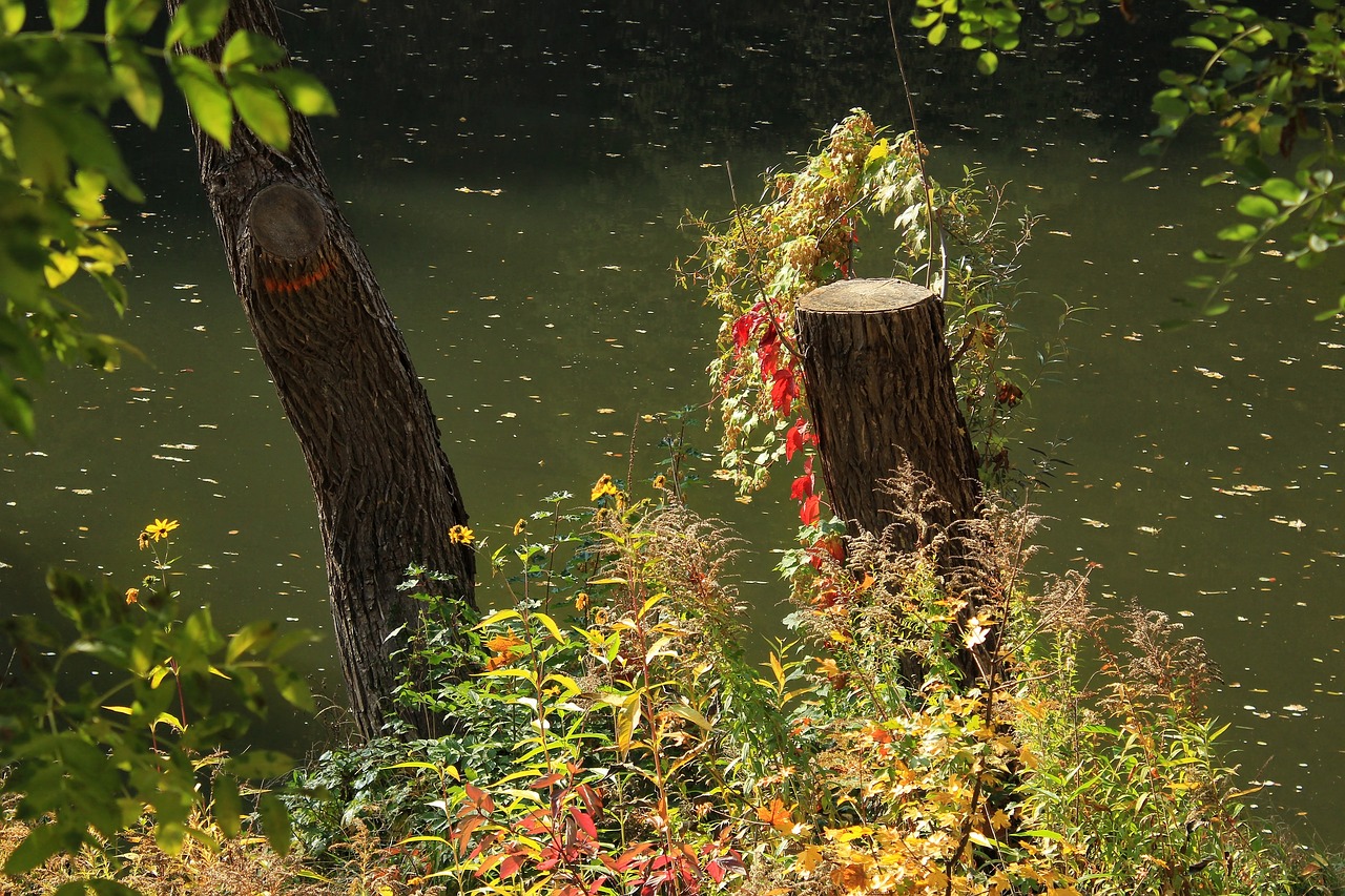 autumn golden autumn season free photo