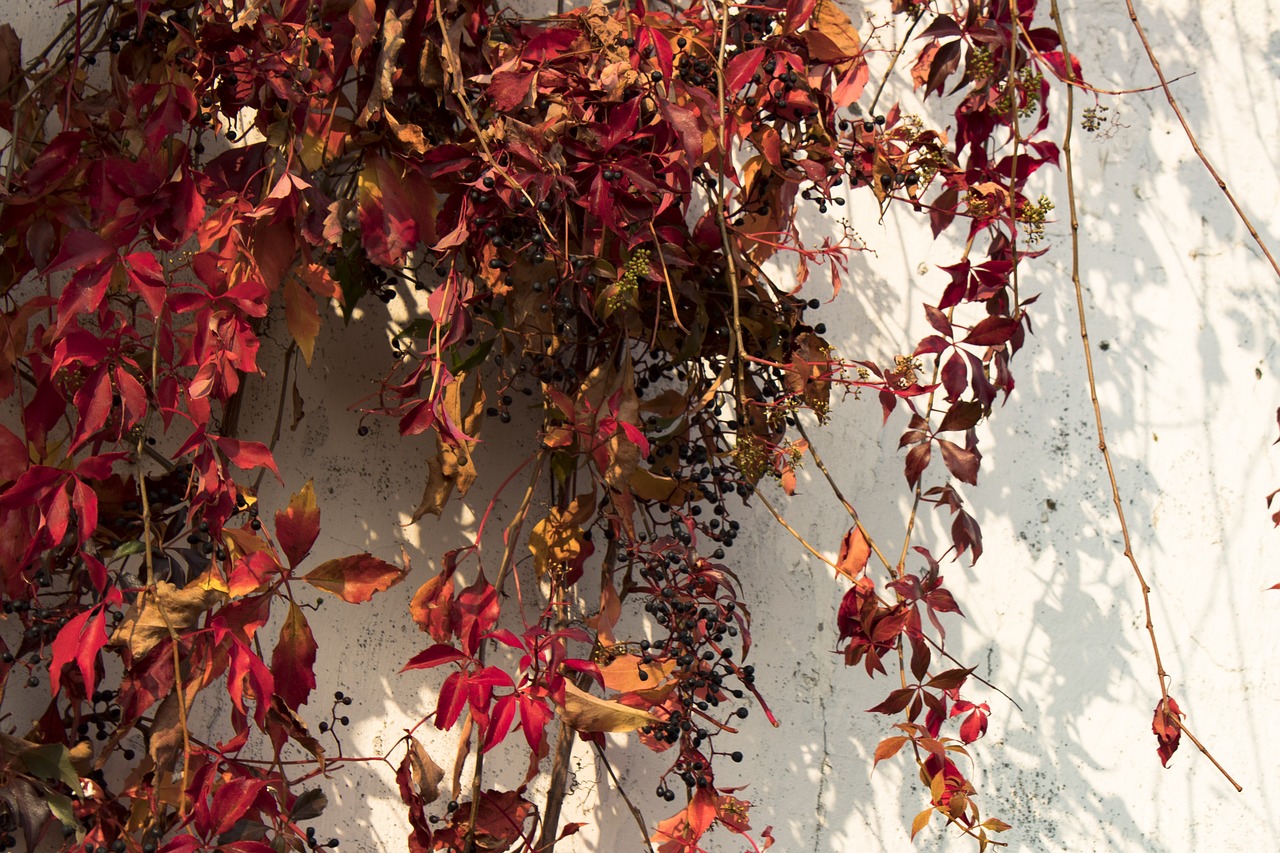 autumn foliage yellow leaves free photo