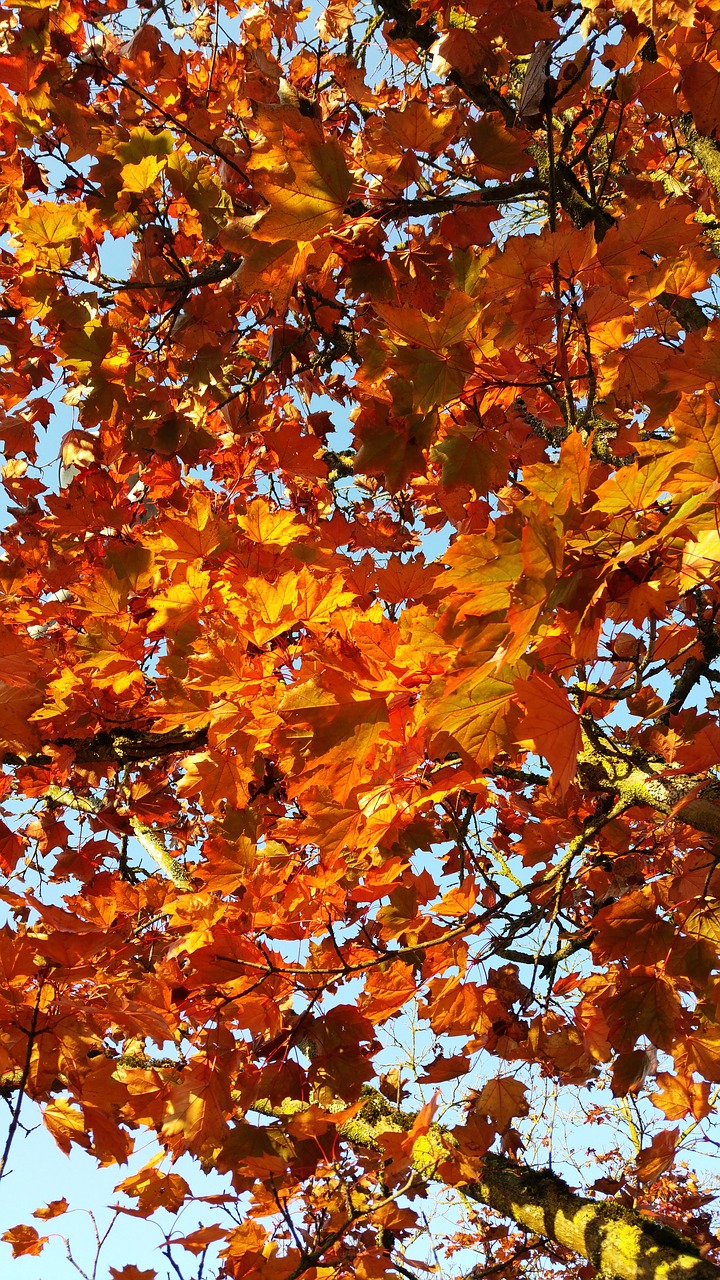 autumn golden october fall foliage free photo