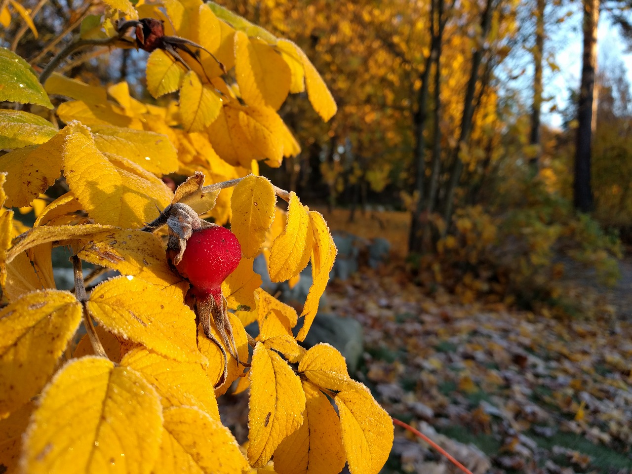 autumn yellow berry free photo