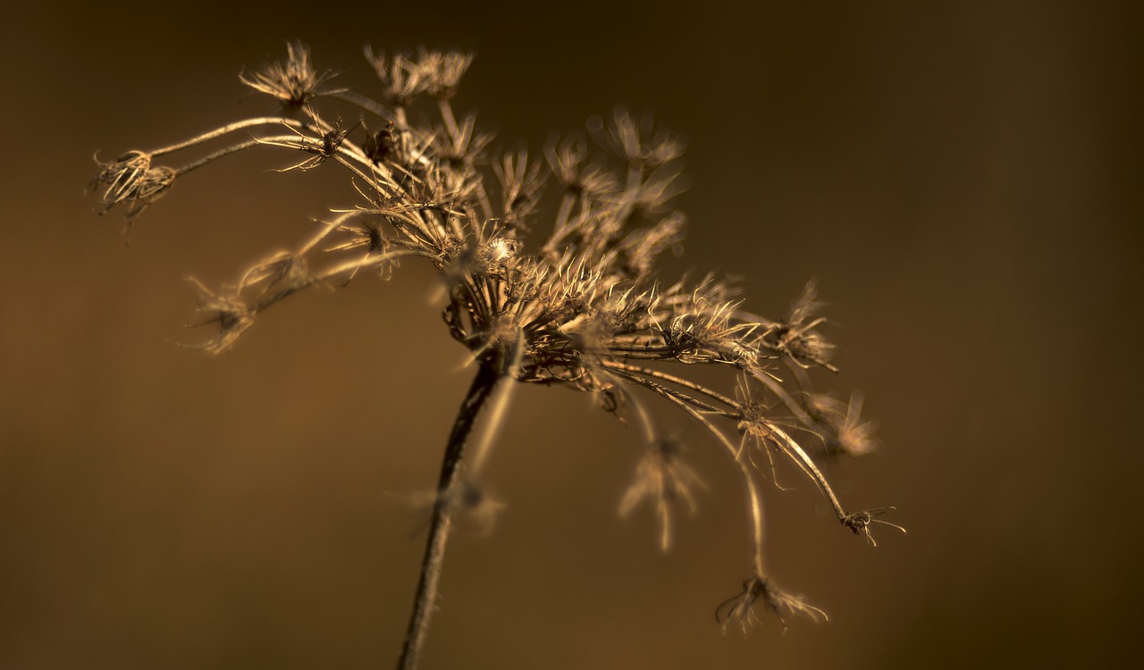 autumn plant nature free photo