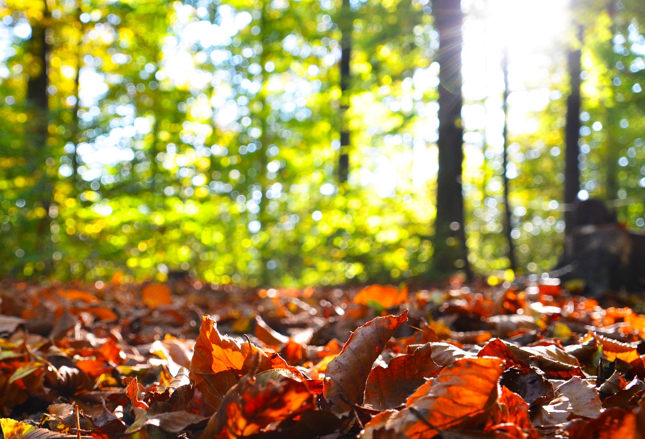 autumn leaves fall foliage free photo