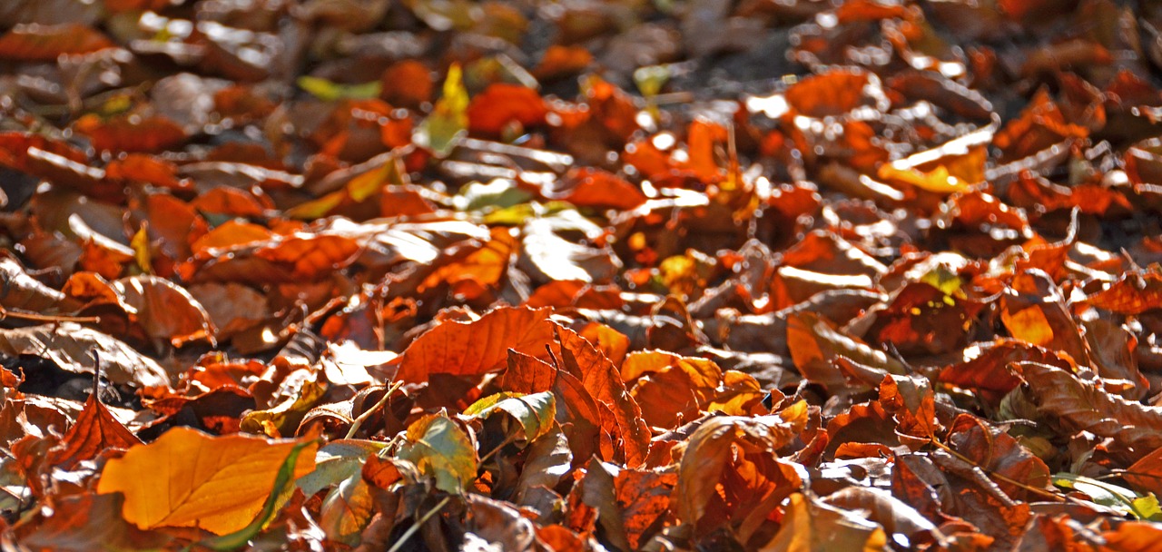 autumn leaves fall foliage free photo