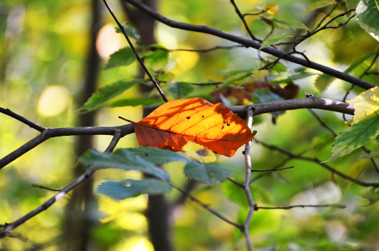 autumn leaf leaves free photo