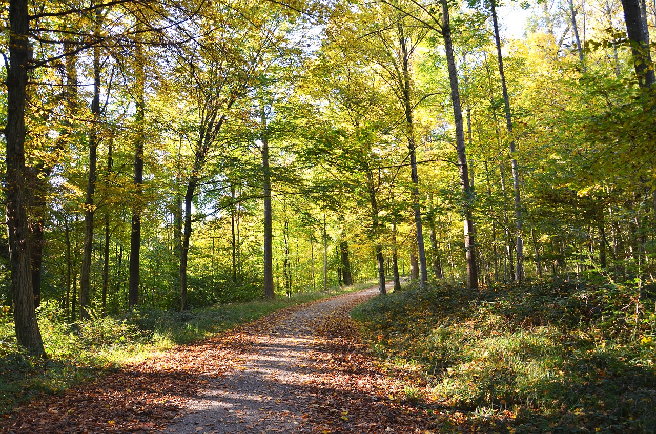 autumn leaves fall foliage free photo