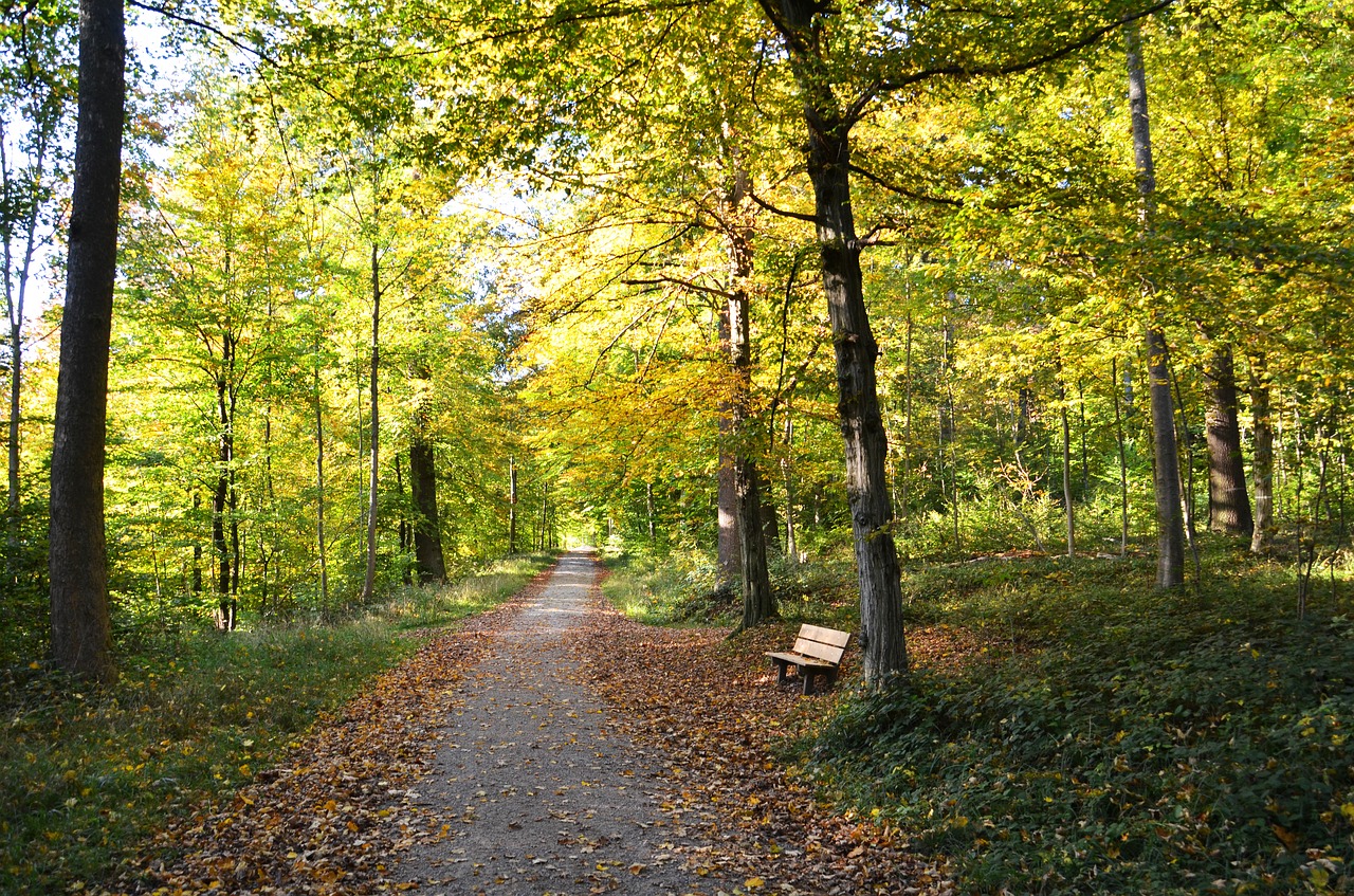 autumn away forest free photo