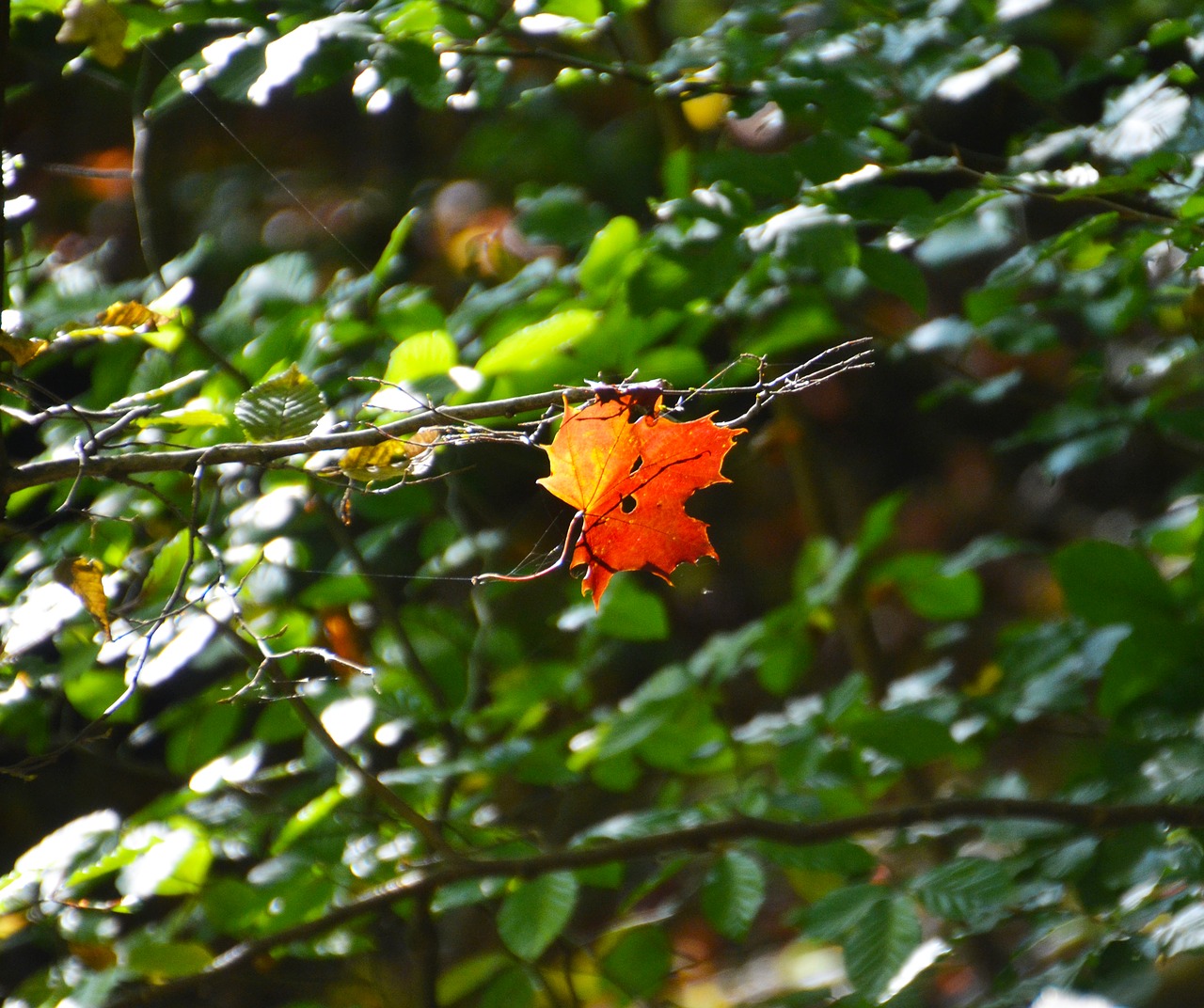 autumn leaf fall foliage free photo