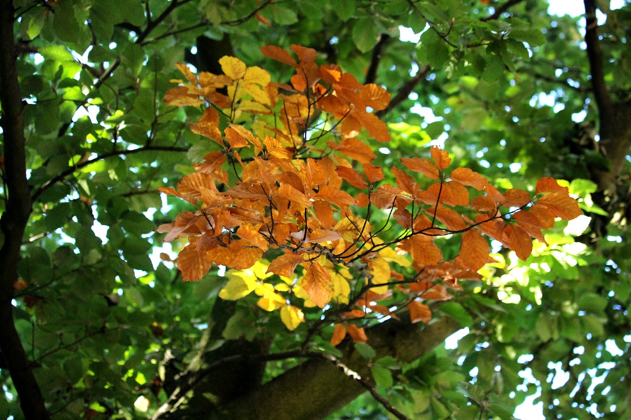 autumn tree branch free photo