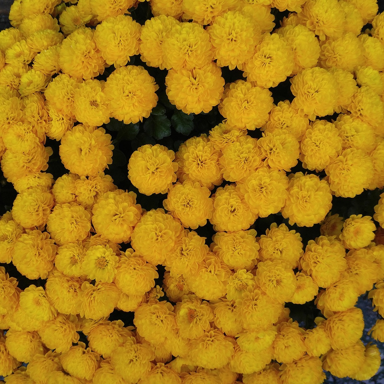 autumn chrysanthemum flowers free photo