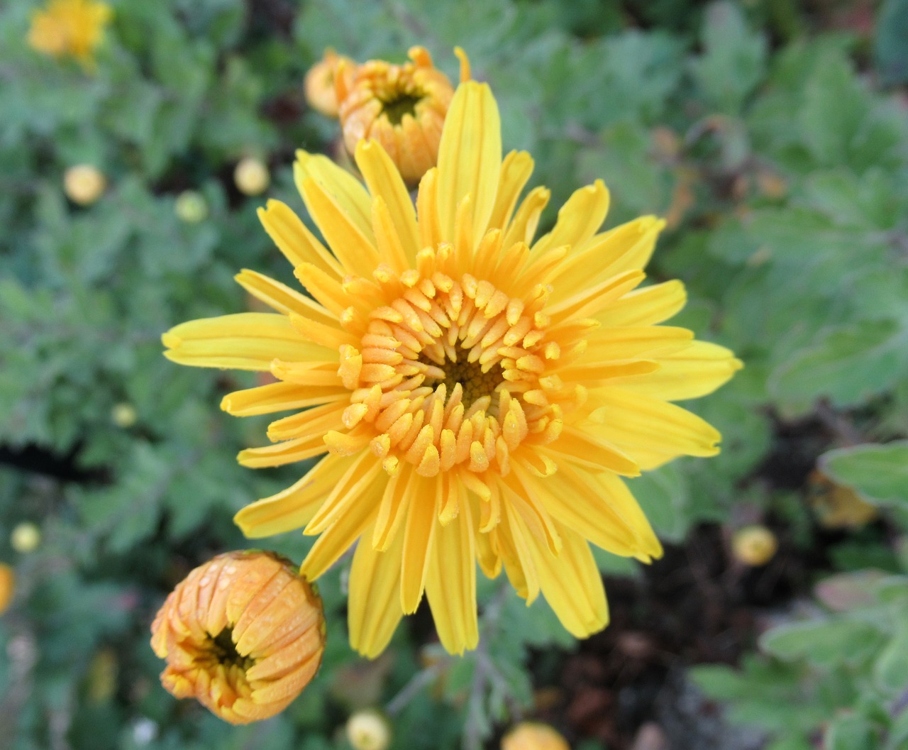 autumn garden yellow free photo