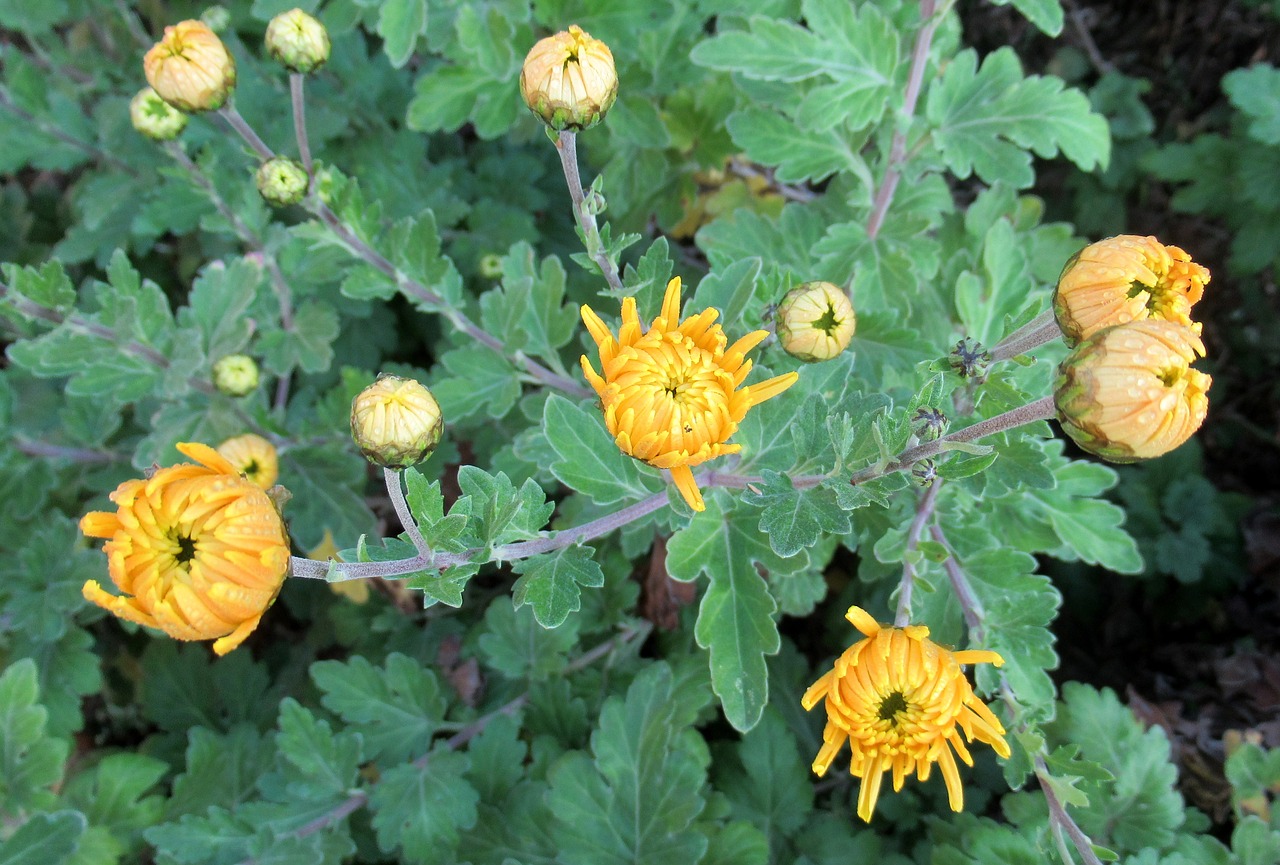 autumn garden chrysanthemum free photo