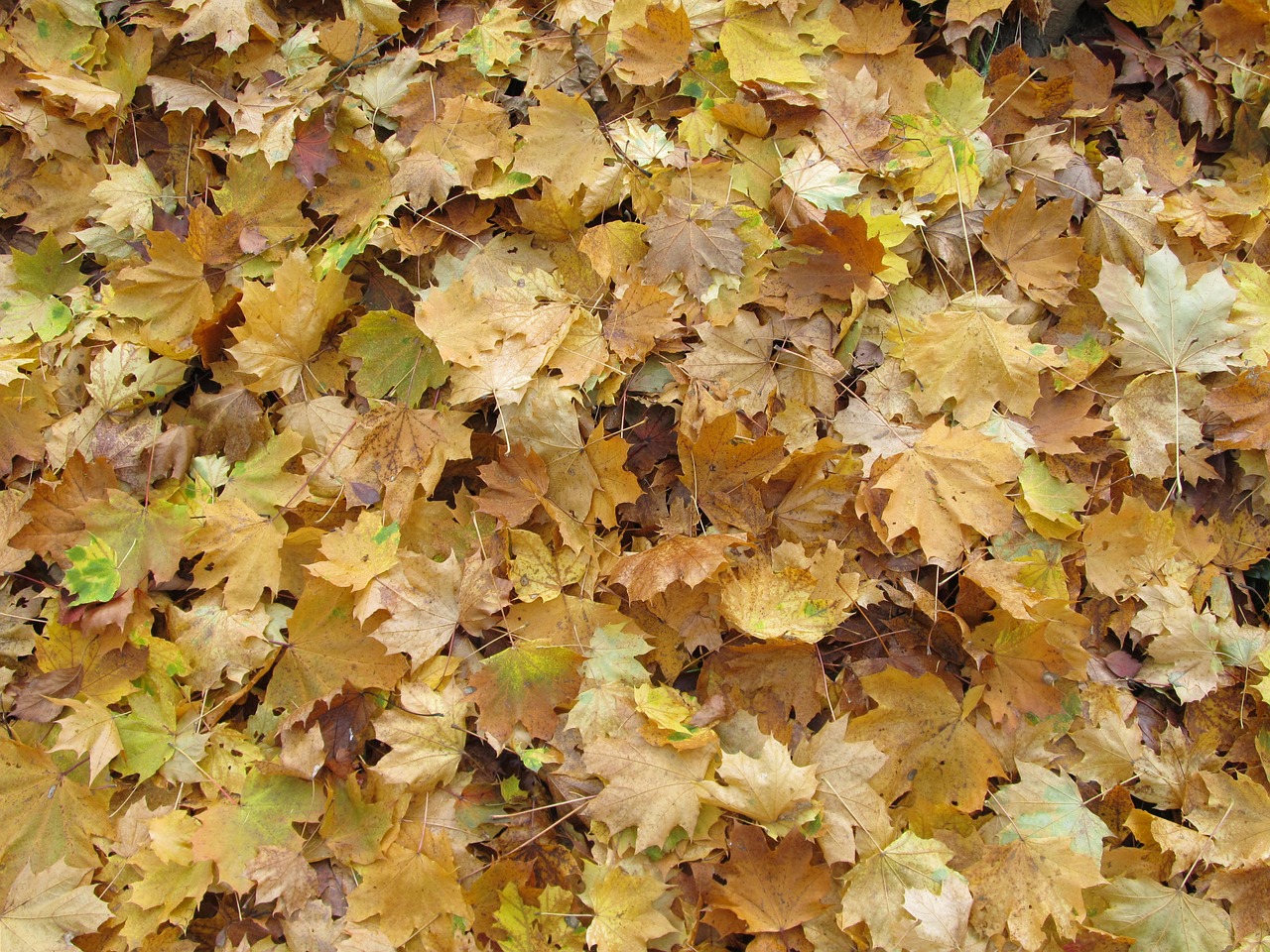 autumn maple foliage free photo