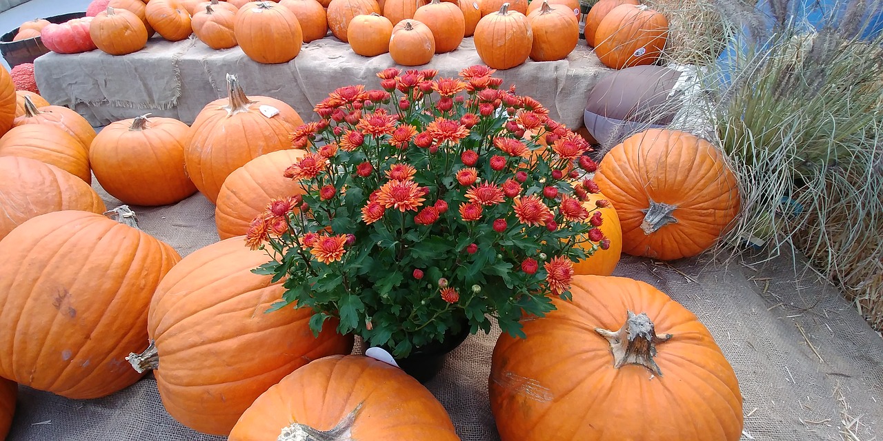 autumn chrysanthemum orange free photo