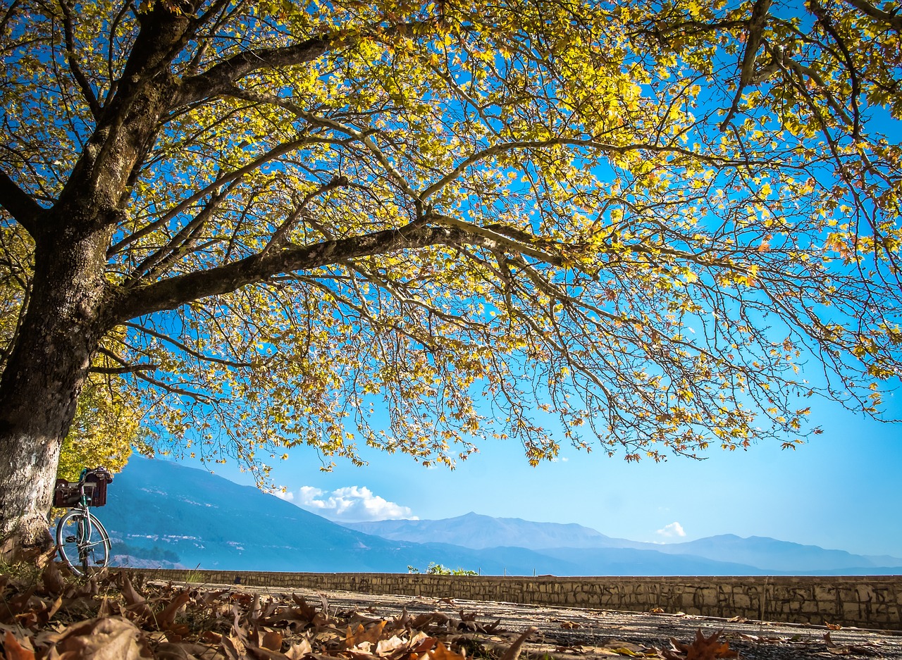 autumn tree sky free photo