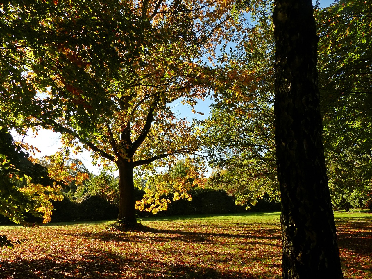 autumn october forest free photo