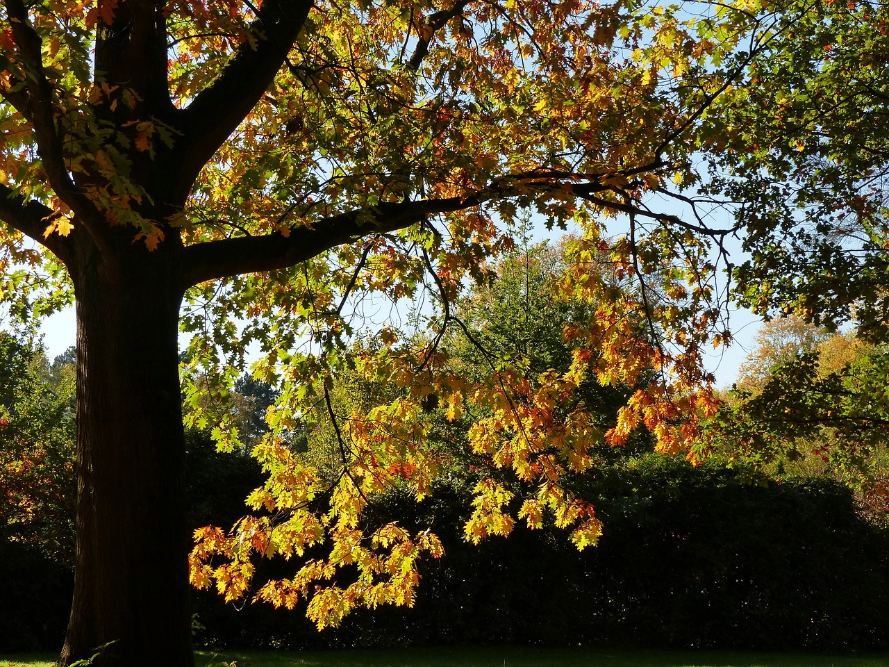 autumn october forest free photo