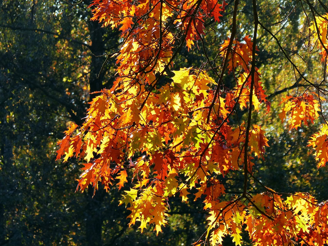 autumn october forest free photo