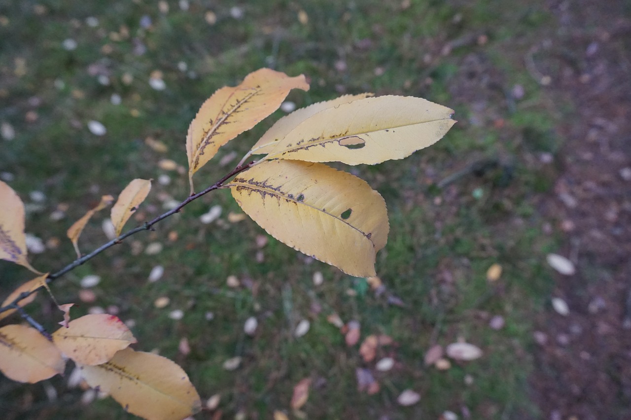 autumn list yellow leaves free photo