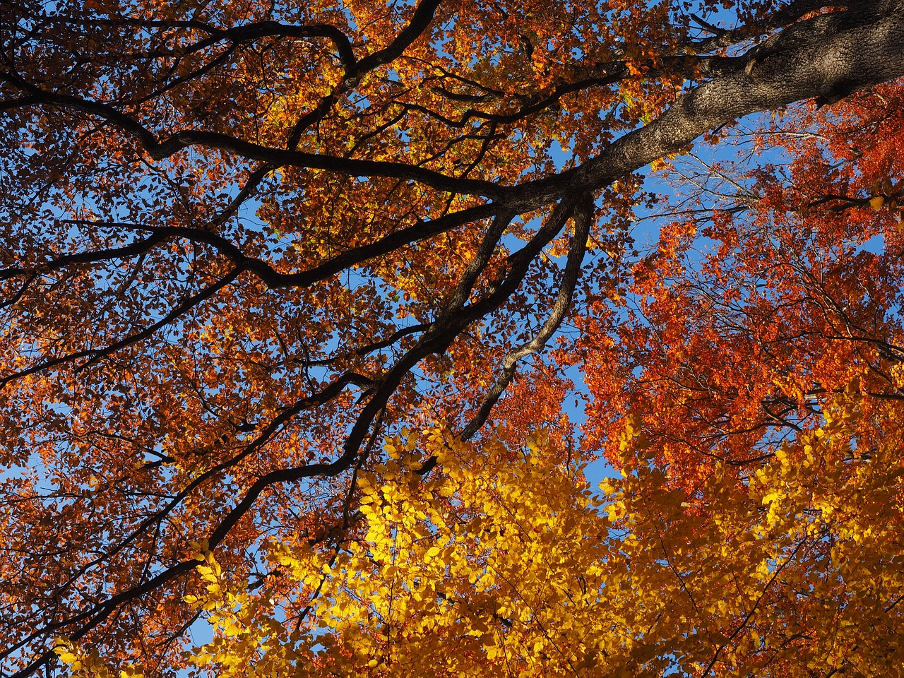 autumn fall foliage colorful free photo