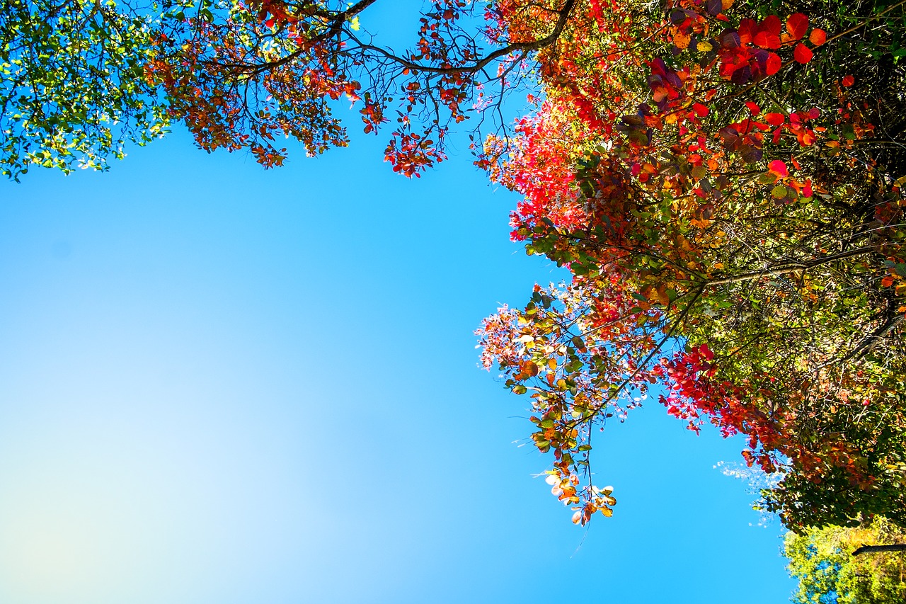 autumn colors sky free photo