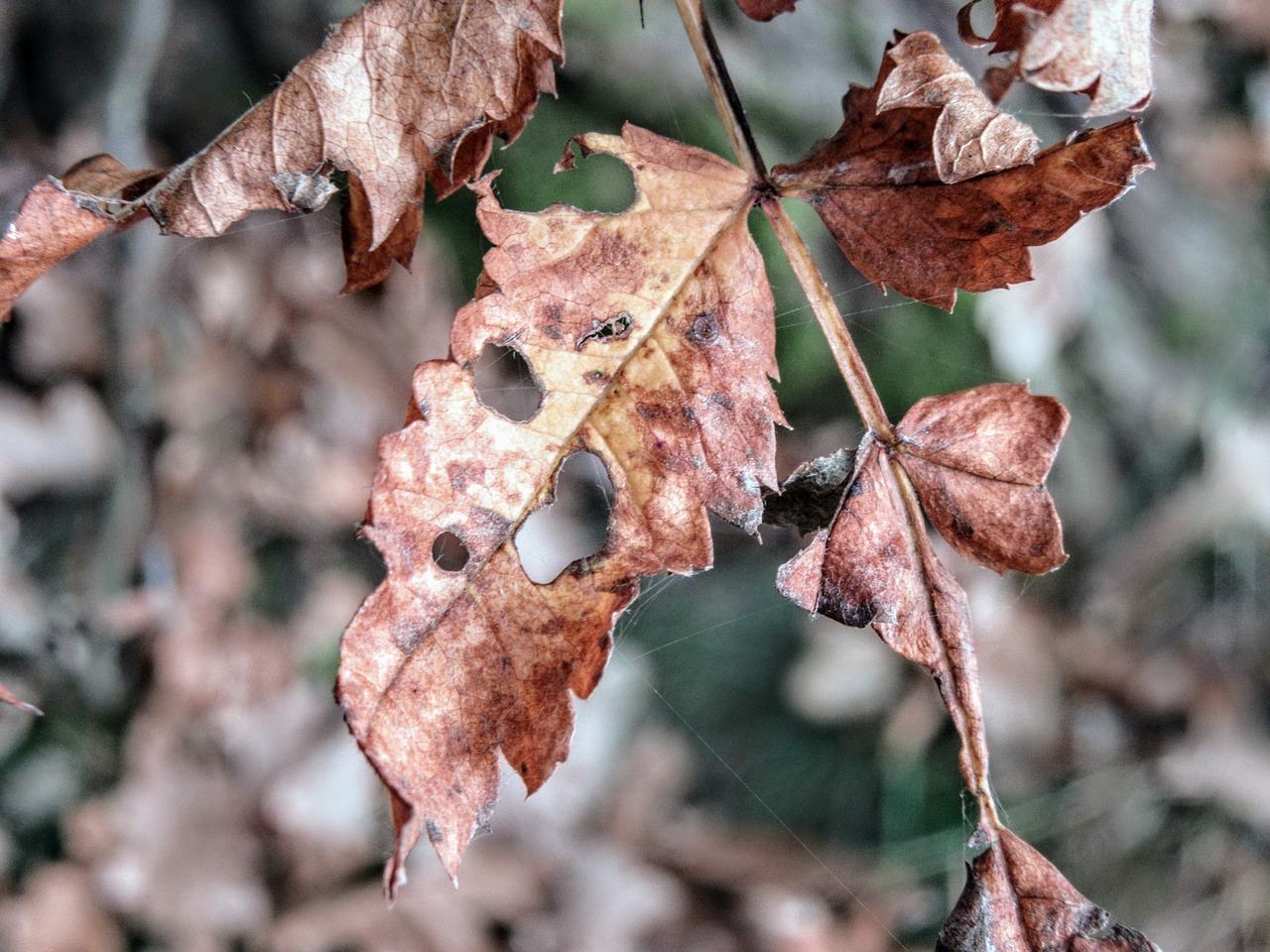 autumn dead plant leaves free photo