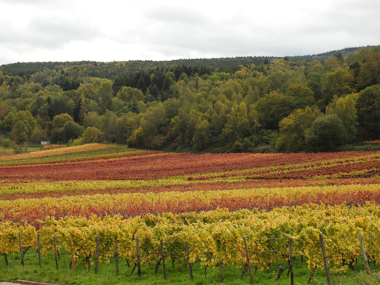 autumn vineyards autumn colours free photo