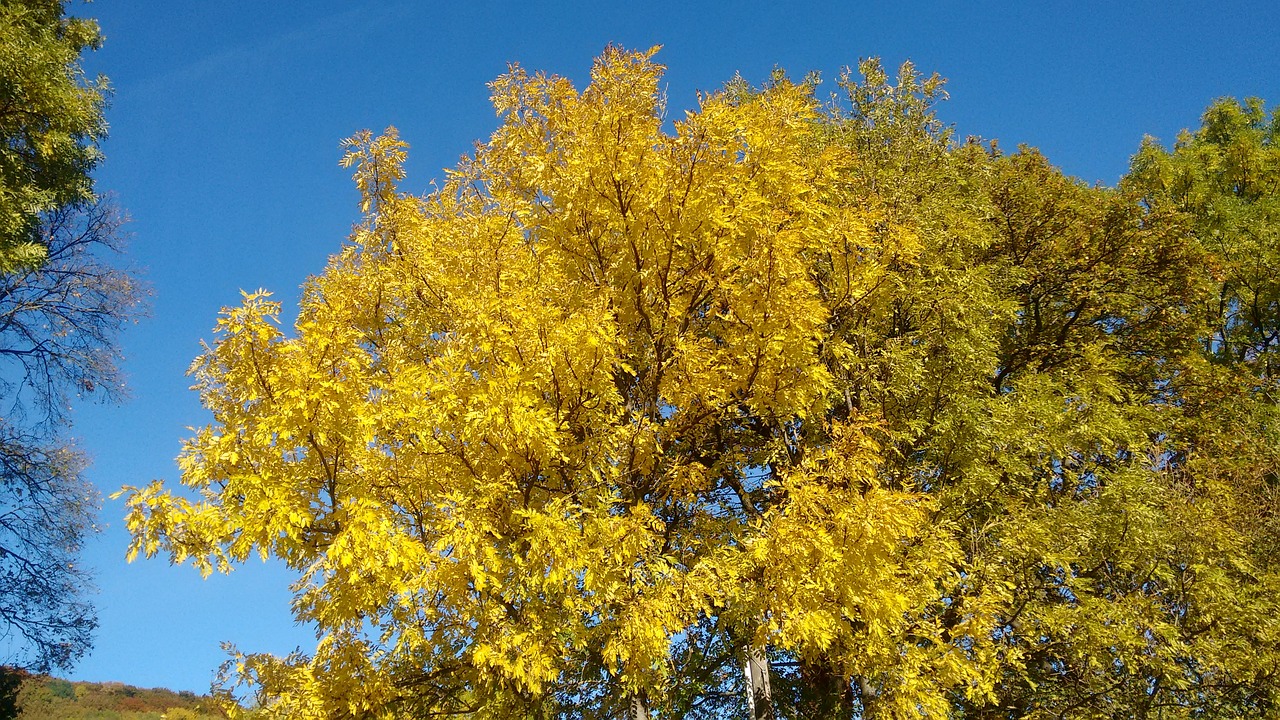 autumn autumn forest golden october free photo