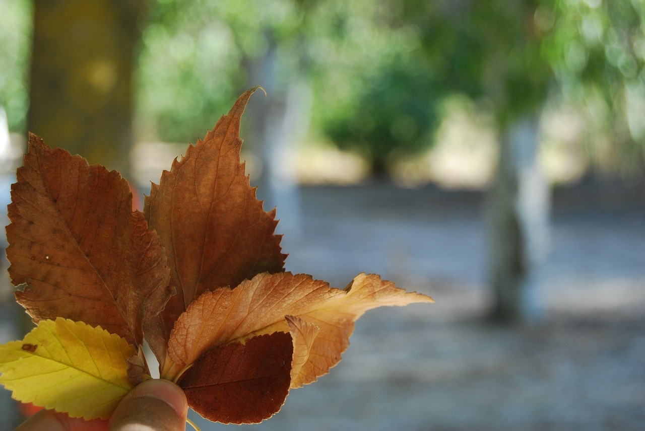 autumn leaves nature free photo