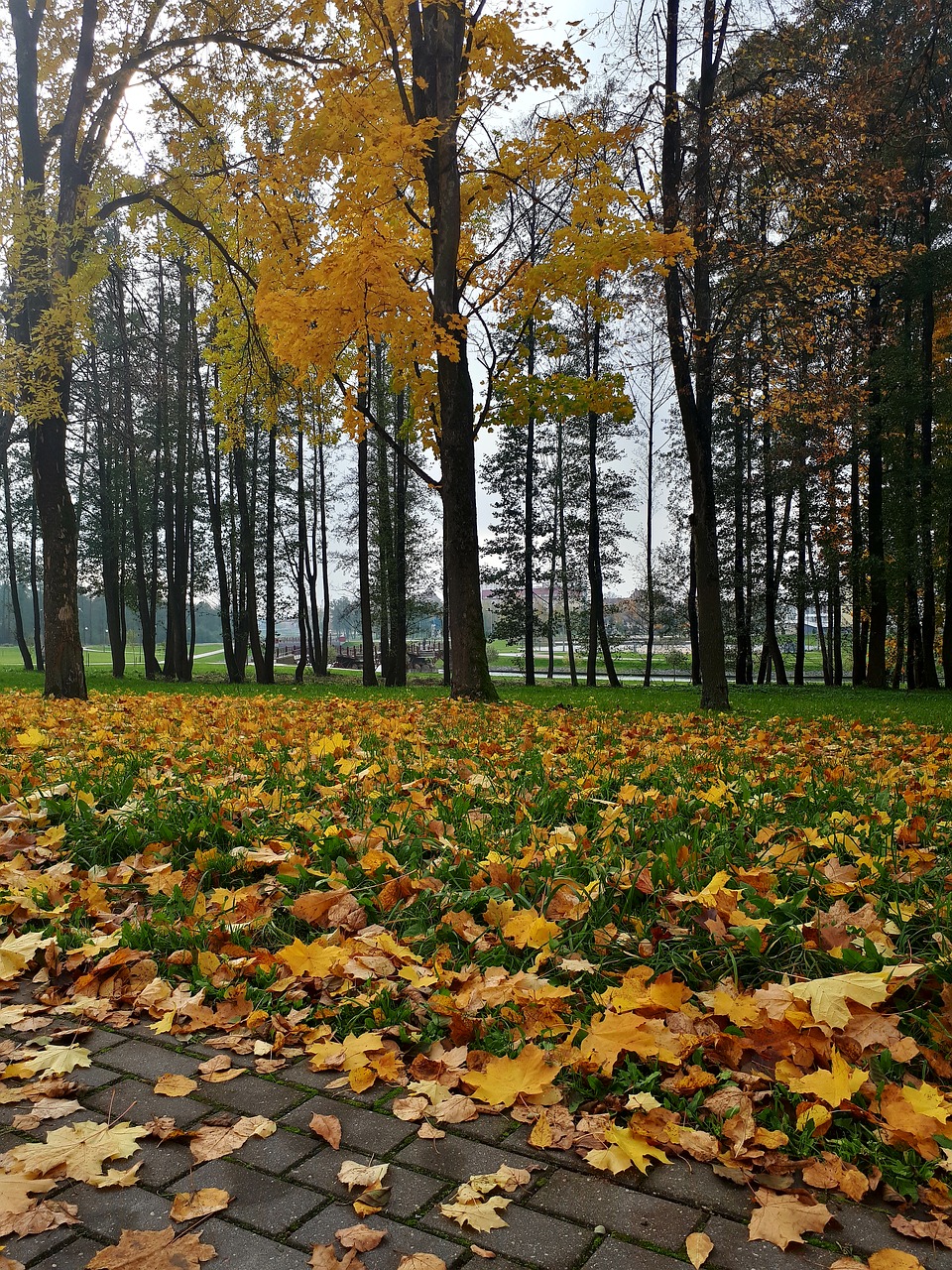 autumn leaves autumn leaves free photo